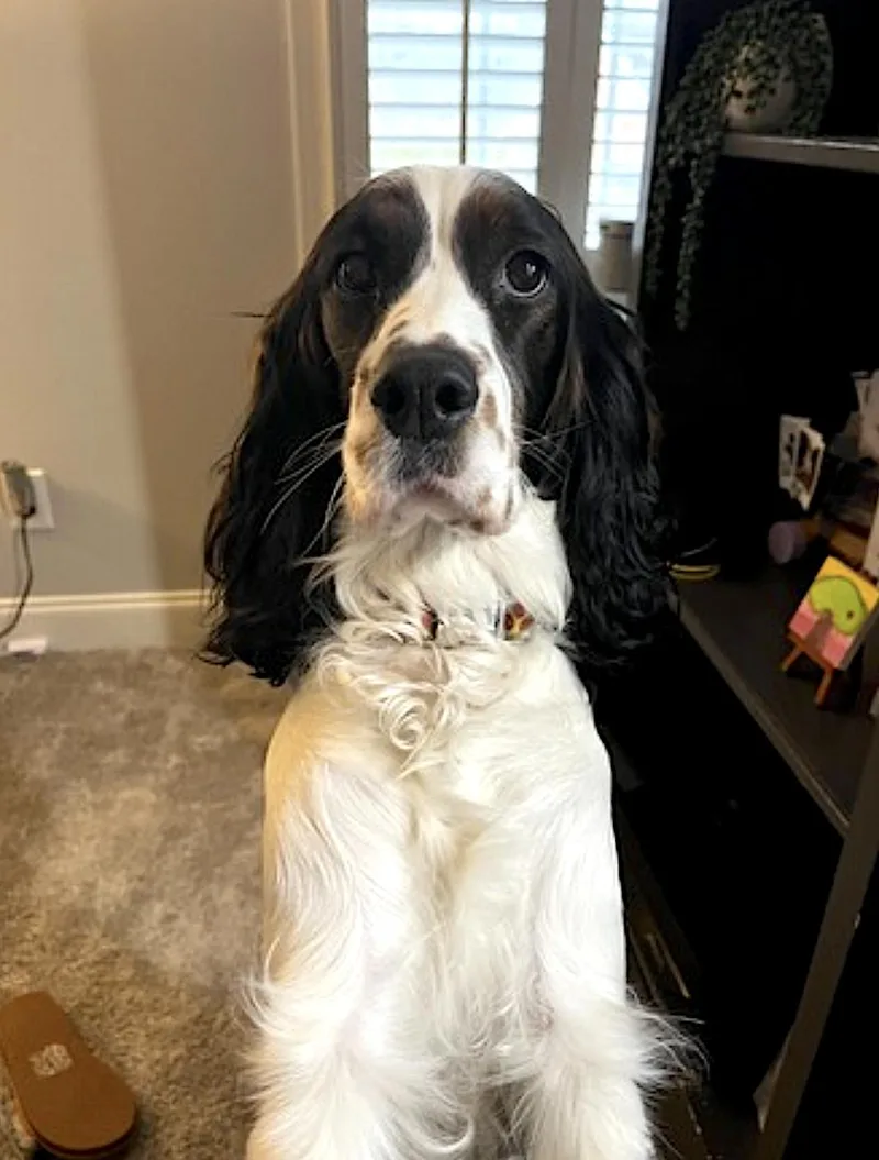 An adult medium-sized female White / Cream English Springer Spaniel dog named Maggie for adoption in Amherst, MA