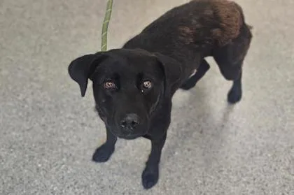 An adult large-sized female Retriever dog named Doxy for adoption in Kansas City, MO