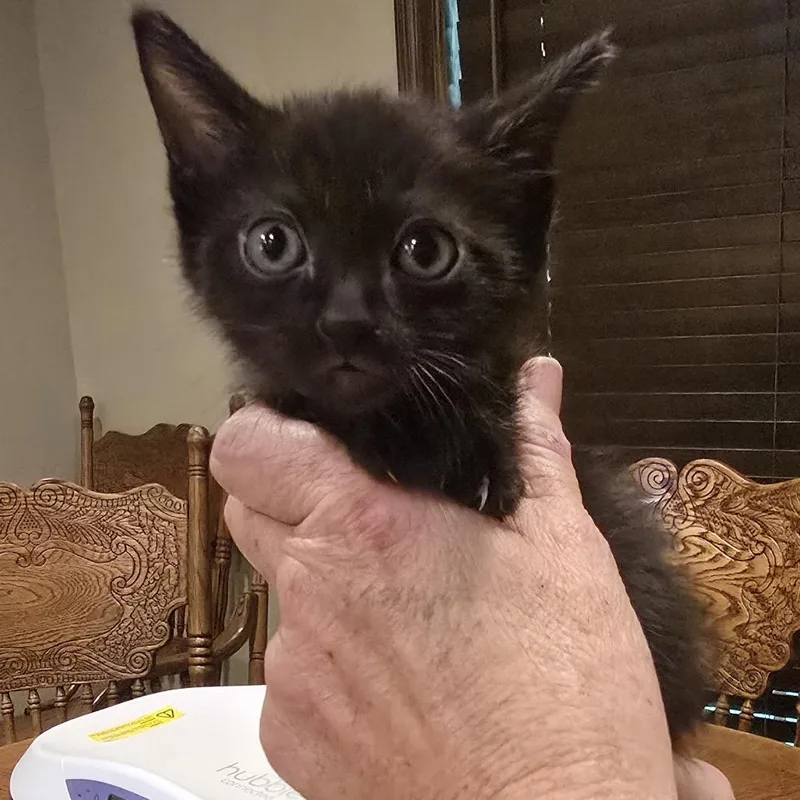 A baby small-sized female Black Domestic Short Hair cat named Sabrina for adoption in Baytown, TX