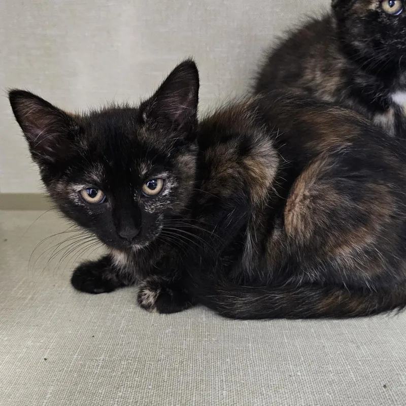 A baby small-sized female Tortoiseshell Domestic Short Hair cat named Zara for adoption in Monroe, MI