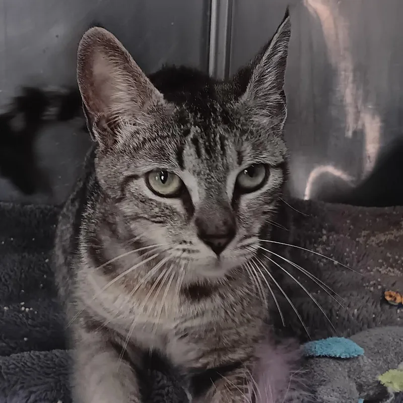 An adult medium-sized female Brown / Chocolate Domestic Short Hair cat named Sasha for adoption in Jupiter, FL