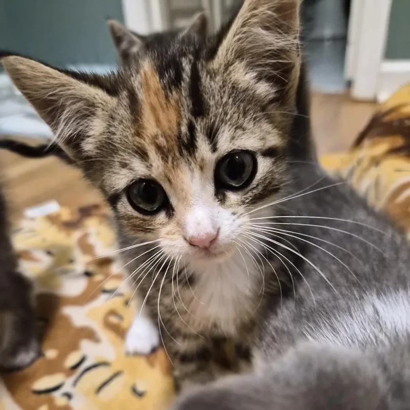 A baby small-sized female Gray / Blue / Silver Domestic Short Hair cat named Serendipity for adoption in Fayetteville, GA
