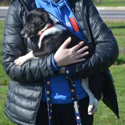A young small-sized female Parson Russell Terrier dog named Rori for adoption in Elk Grove Village, IL
