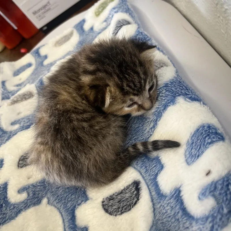 A baby small-sized female Brown / Chocolate Domestic Short Hair cat named Jumping Bean for adoption in Spokane, WA