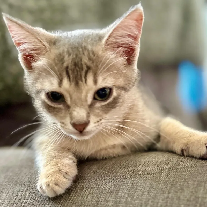 Penelope