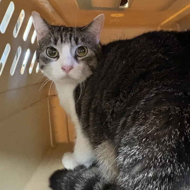 An adult medium-sized female Domestic Short Hair cat named Taco for adoption in Hays, KS