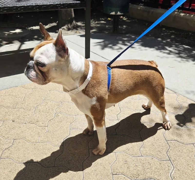 An adult medium-sized female Boston Terrier dog named Daisy for adoption in Huntington Beach, CA