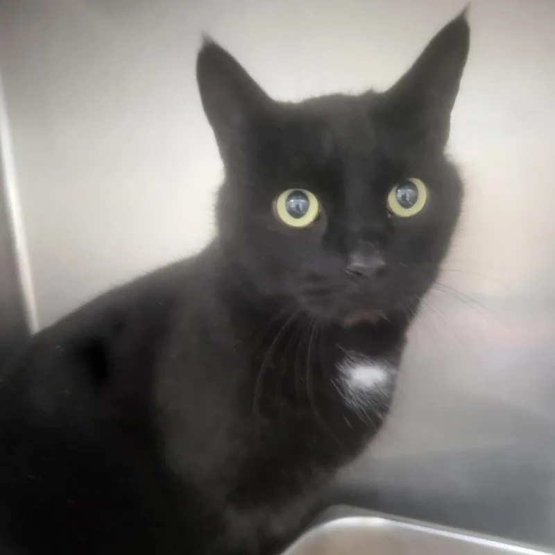 Ear Lobes thumbnail 2