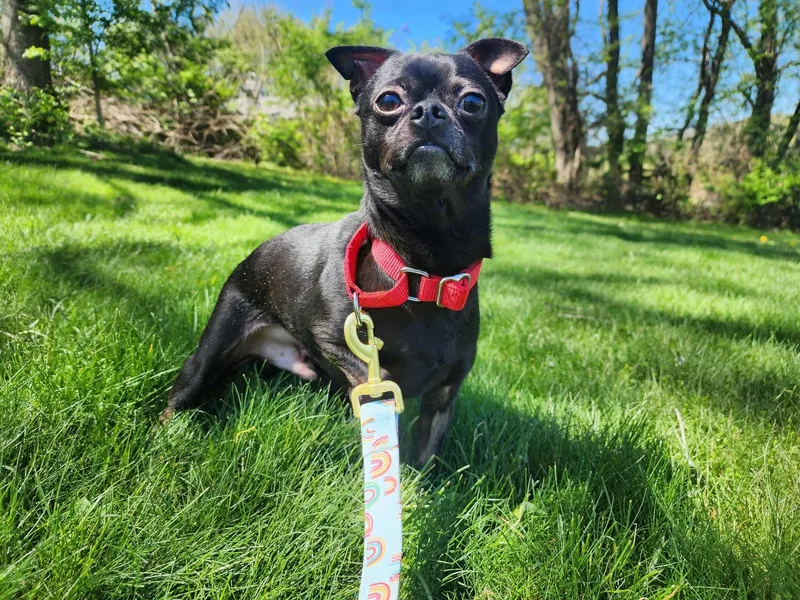 An adult small-sized female Black Chihuahua dog named Valeria & Blaze for adoption in Greensburg, PA