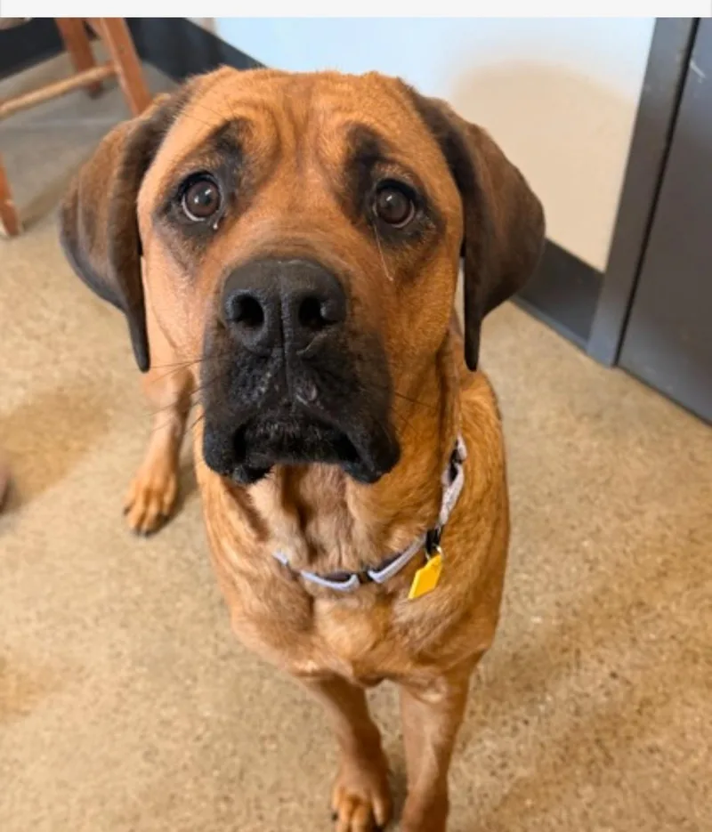 A young large-sized female Brown / Chocolate Great Dane dog named Stella for adoption in Wadsworth, OH