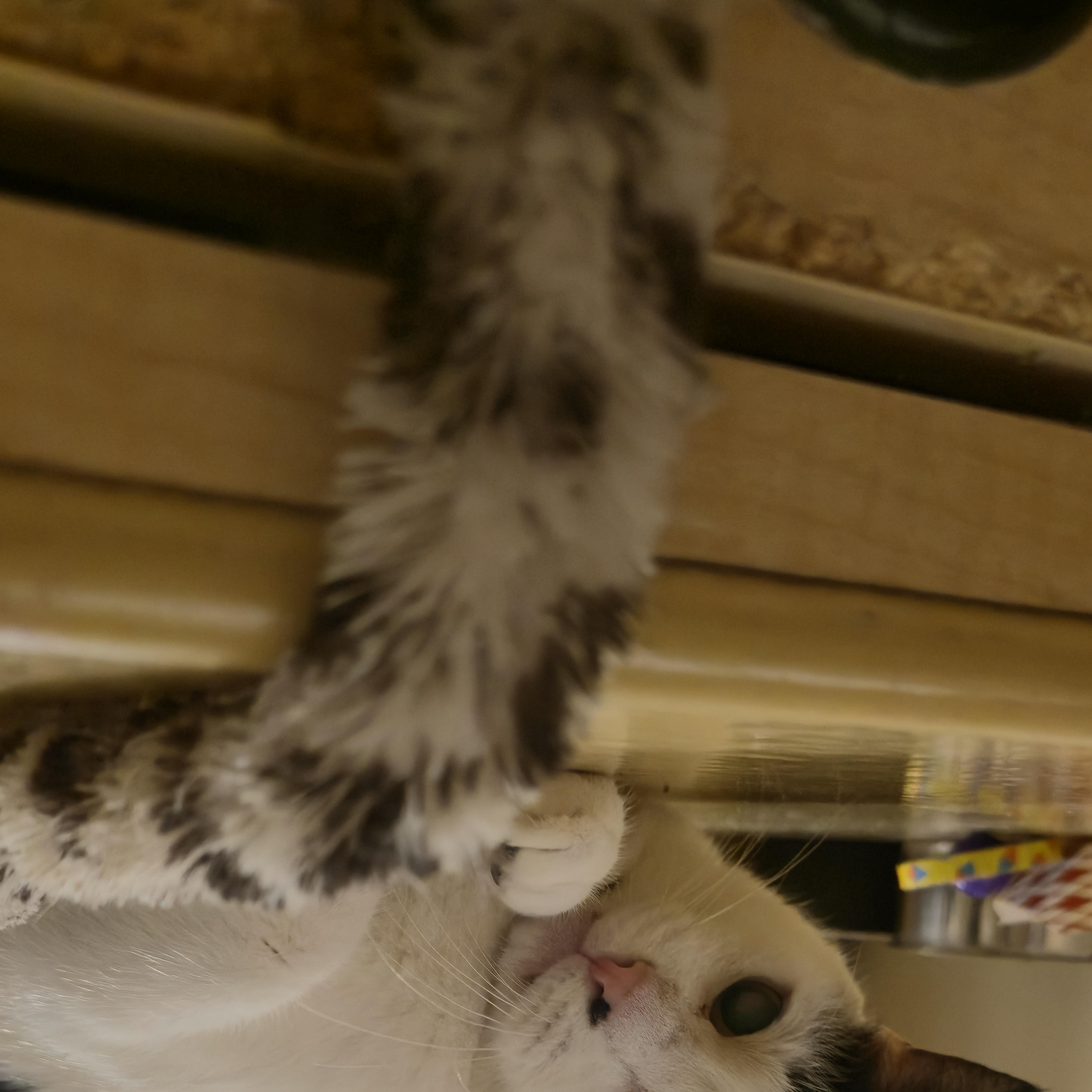 An adult medium-sized female Domestic Short Hair cat named Bianchi for adoption in Melrose, MA