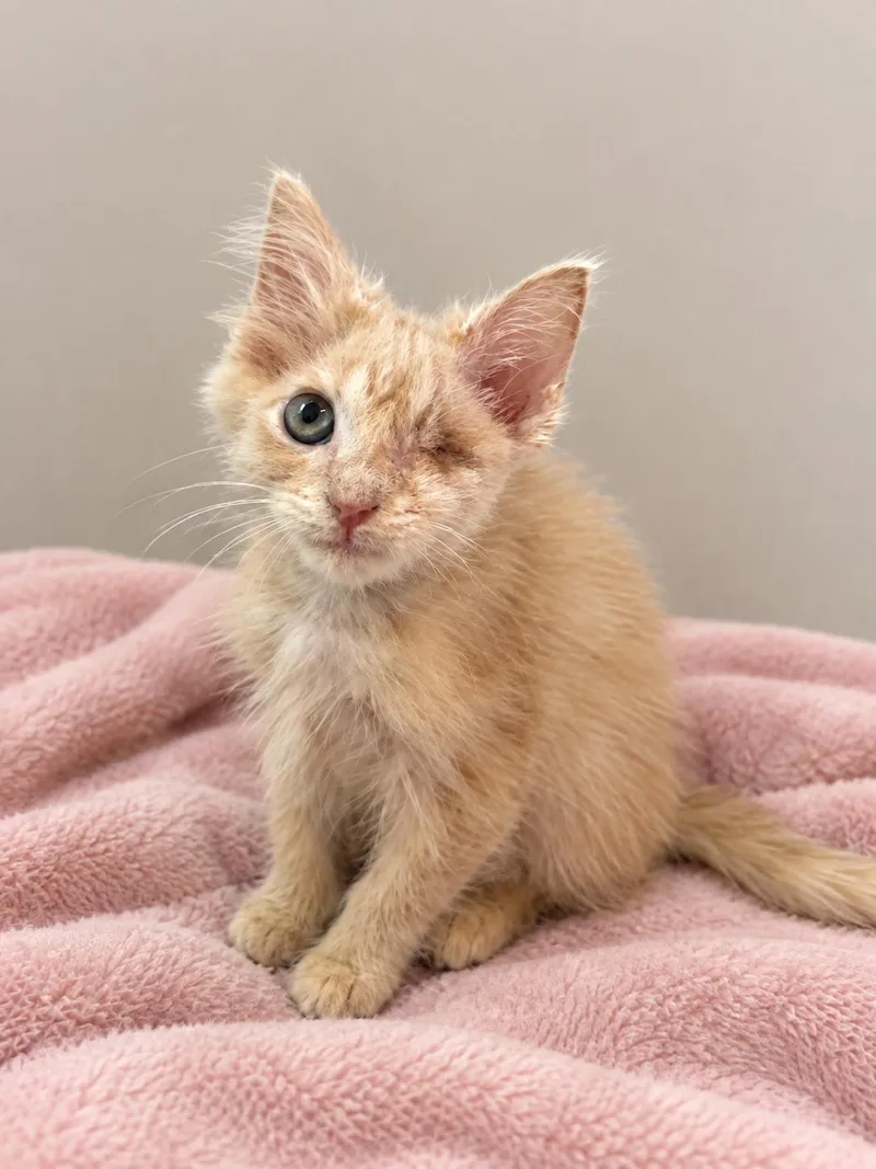 A baby medium-sized male Buff / Tan / Fawn Domestic Long Hair cat named Marmalade for adoption in Greensboro, NC
