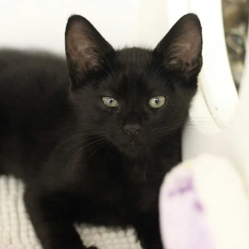 A baby small-sized male Domestic Short Hair cat named Porkchop for adoption in Cumming, GA