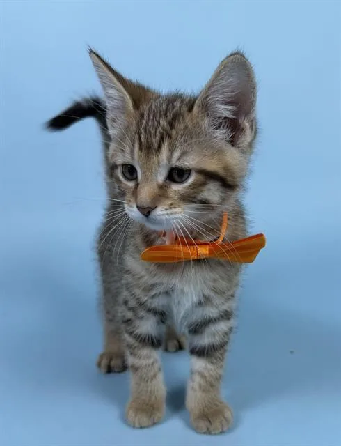 A baby small-sized male Domestic Short Hair cat named Levi for adoption in Upper Marlboro, MD