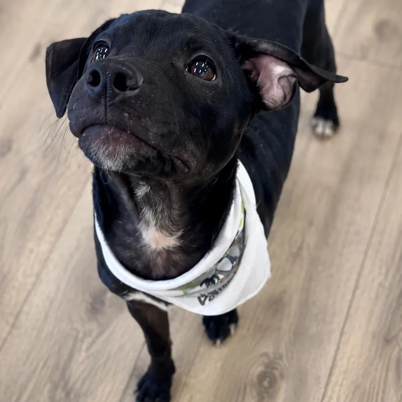 A baby small-sized male Black Terrier dog named Ozzy for adoption in Indiantown, FL
