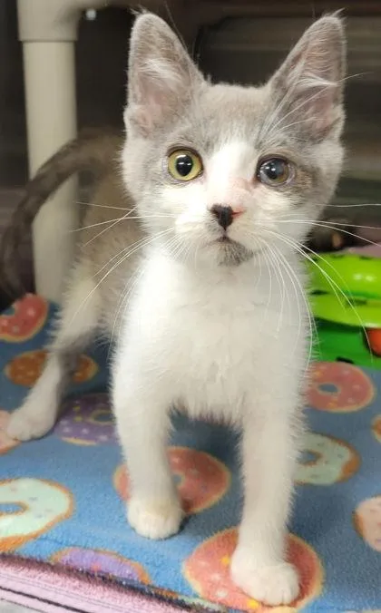 A baby small-sized male Domestic Short Hair cat named Chao for adoption in Eugene, OR