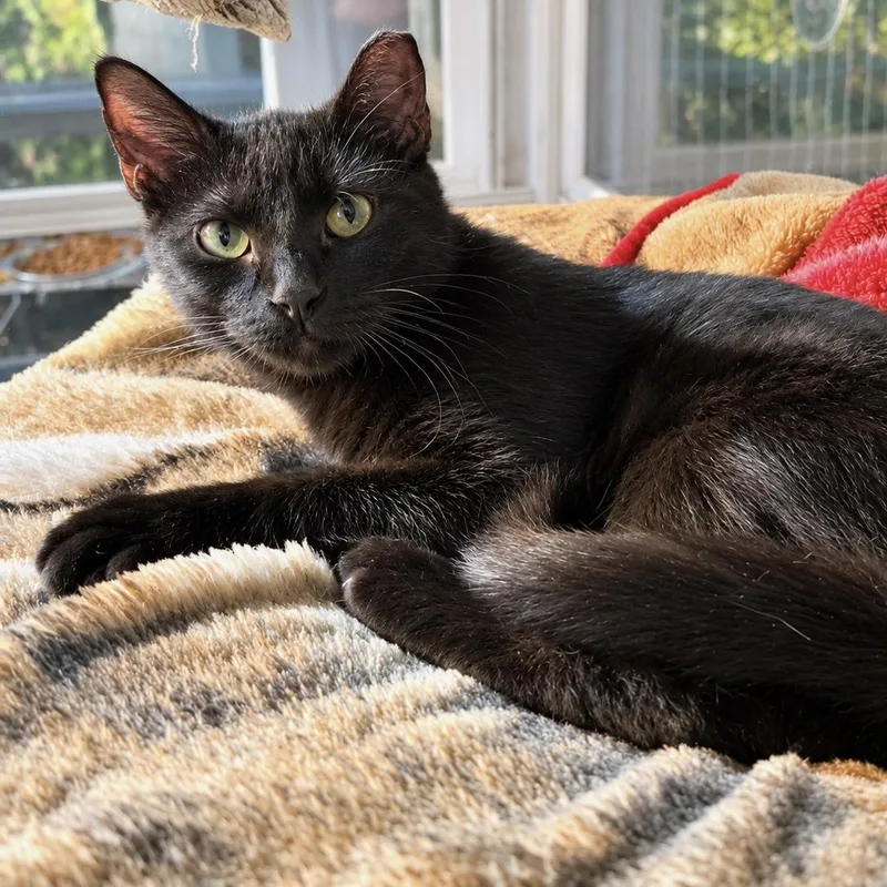A young small-sized female Black Domestic Short Hair cat named Dawn for adoption in Bentonville, AR