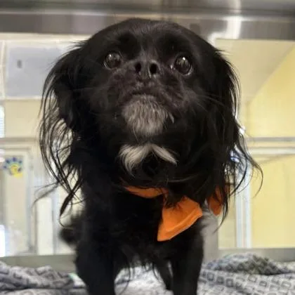 An adult small-sized male Pekingese dog named Philip for adoption in Phoenix, AZ