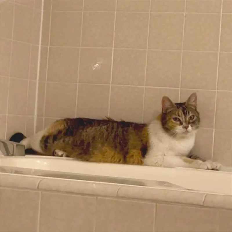 An adult medium-sized female Dilute Tortoiseshell Domestic Short Hair cat named Mia for adoption in Hillsboro, OR