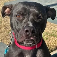 Uncrustable thumbnail 2