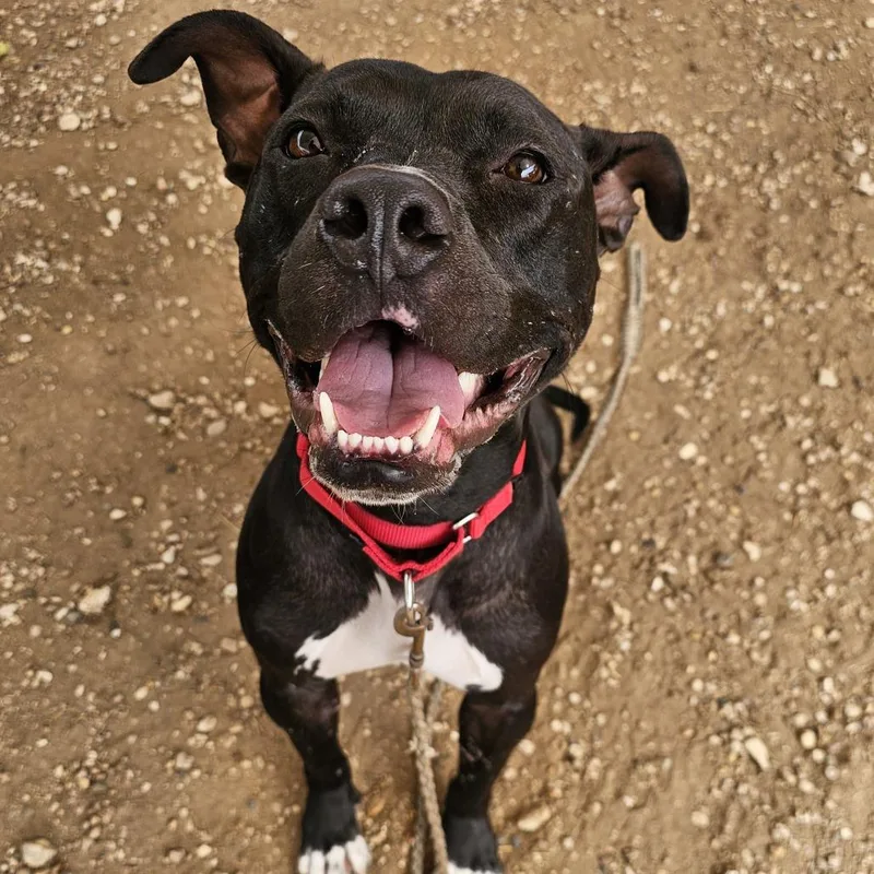 Uncrustable thumbnail 3