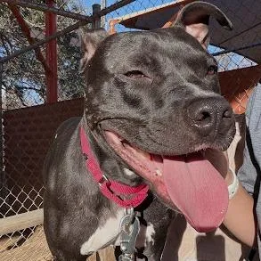 Uncrustable thumbnail 4