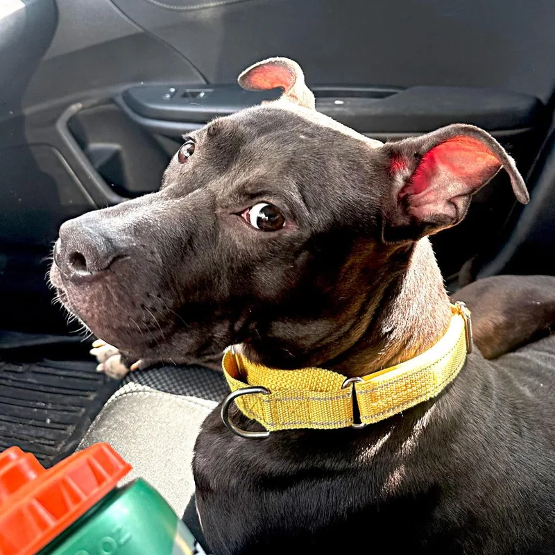 Uncrustable thumbnail 5