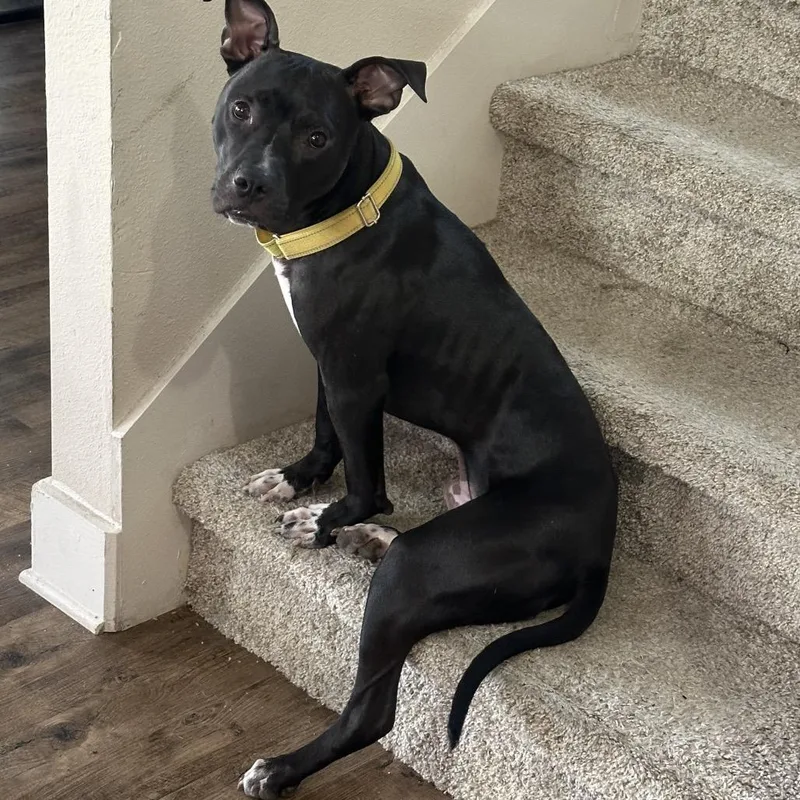 Uncrustable thumbnail 6