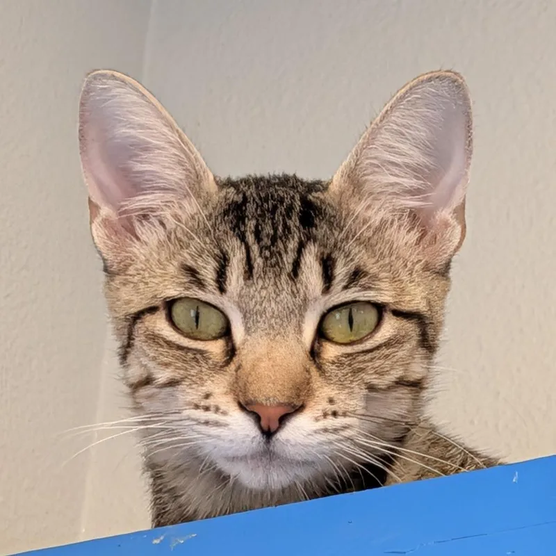 A young medium-sized female Brown / Chocolate Domestic Short Hair cat named Darla for adoption in Long Beach, CA