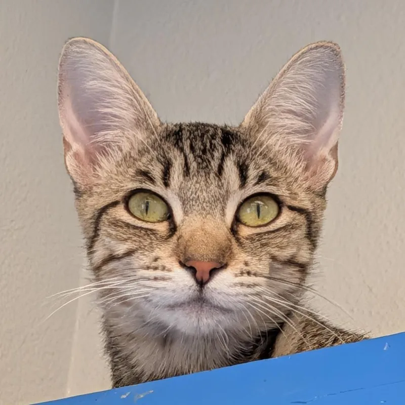 Darla thumbnail 3