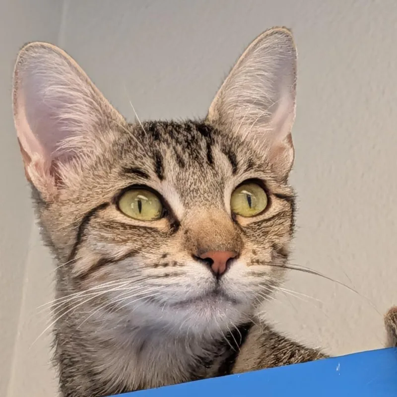 Darla thumbnail 4