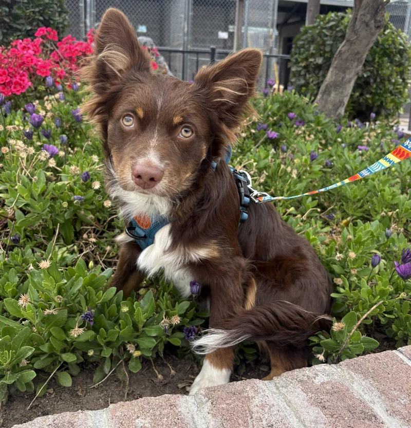 A young small-sized male Brown / Chocolate Australian Shepherd dog named Archer for adoption in Lathrop, CA