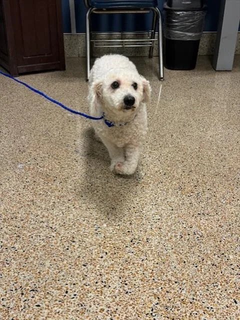 An adult small-sized female Bichon Frise dog named Nina for adoption in Miami, FL