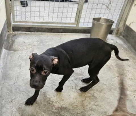 A young small-sized female Pit Bull Terrier dog named Mrs Bacon for adoption in Los Angeles, CA