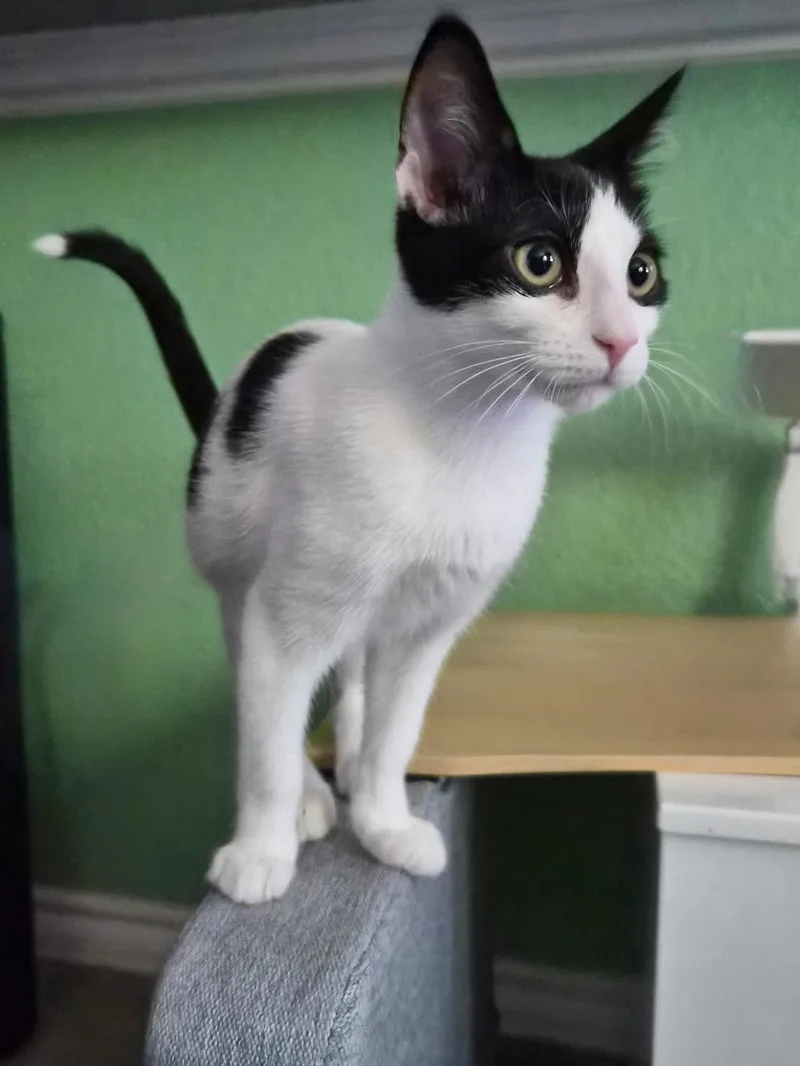 A baby medium-sized female Black & White / Tuxedo Domestic Short Hair cat named Houndog for adoption in Austin, TX