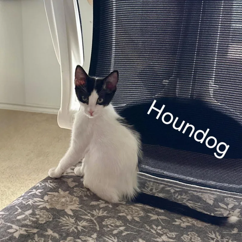 Houndog thumbnail 5