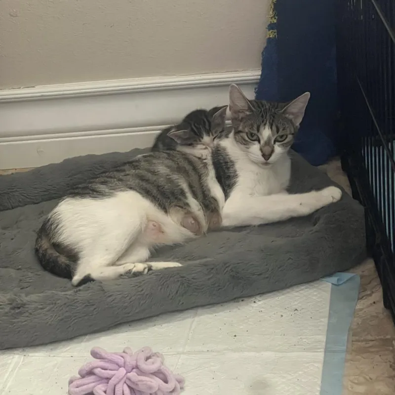An adult small-sized female Gray / Blue / Silver Domestic Short Hair cat named Kix for adoption in Long Beach, CA