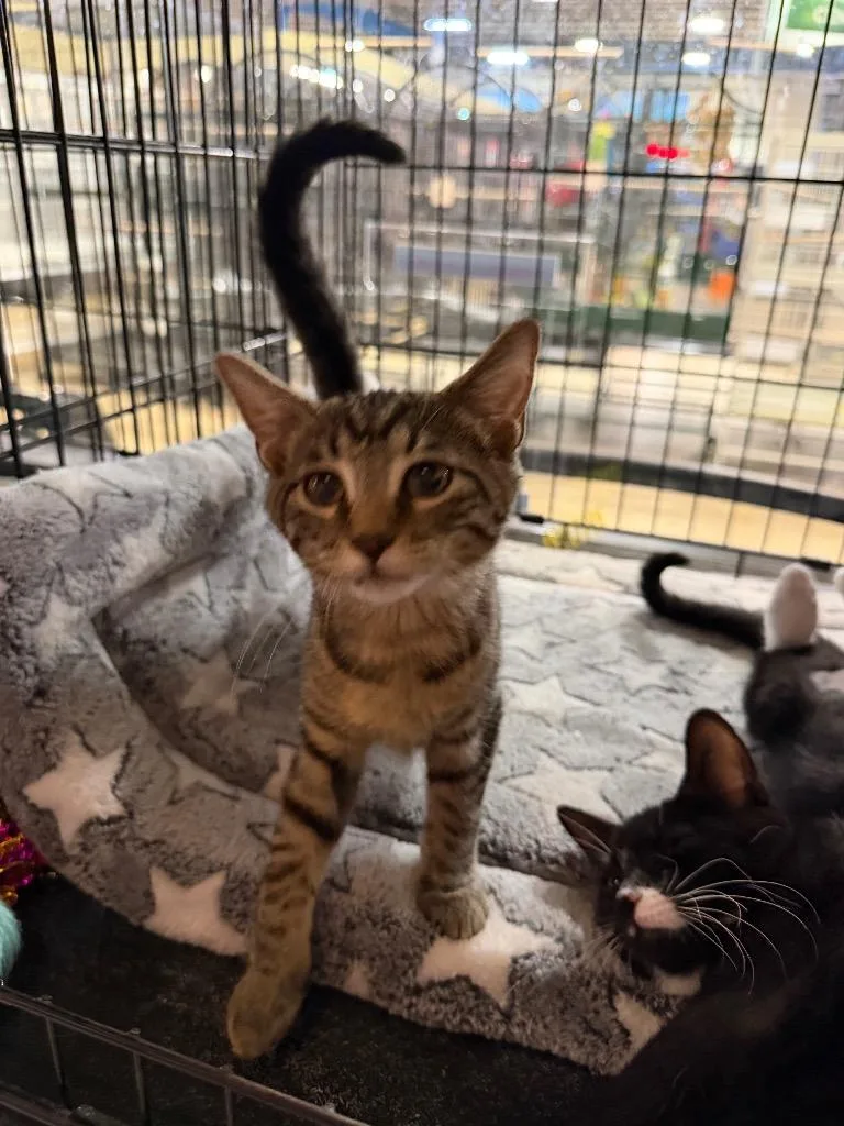A baby medium-sized female Domestic Short Hair cat named Taco for adoption in Lancaster, PA
