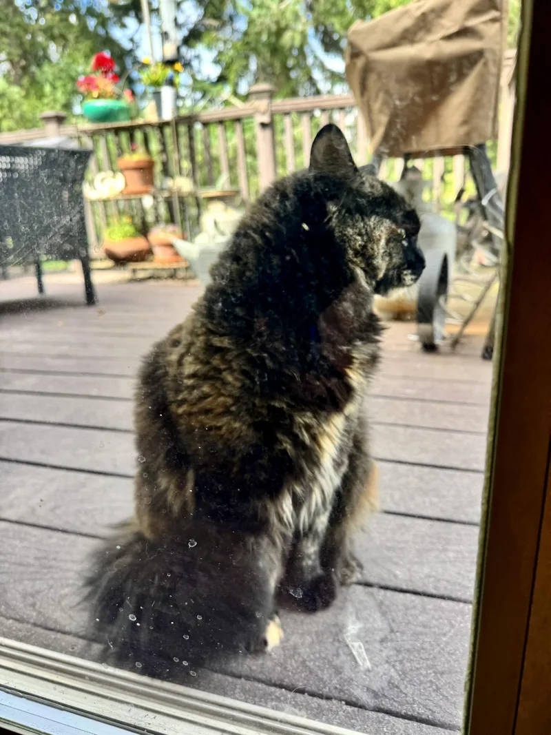 A young medium-sized female Tortoiseshell Domestic Medium Hair cat named COURTESY LISTING Hazel for adoption in Moscow, ID