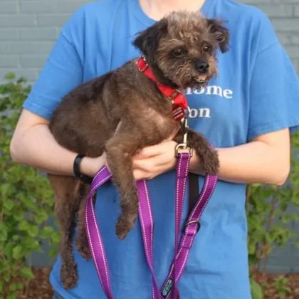 A senior small-sized male Terrier dog named Monkey for adoption in Elk Grove Village, IL