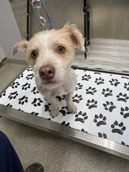 A baby small-sized male Terrier dog named Carlos for adoption in Pequot Lakes, MN