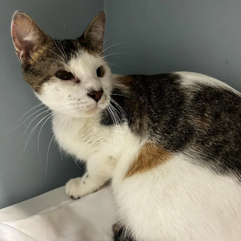 An adult medium-sized female White Domestic Short Hair cat named Smores for adoption in Chattanooga, TN