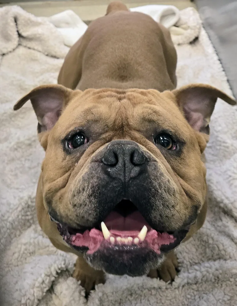 An adult medium-sized male Brown / Chocolate Pit Bull Terrier dog named Bear for adoption in Amityville, NY