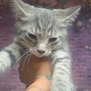 A baby small-sized female Gray / Blue / Silver Domestic Medium Hair cat named Mermaid for adoption in Fort Collins, CO