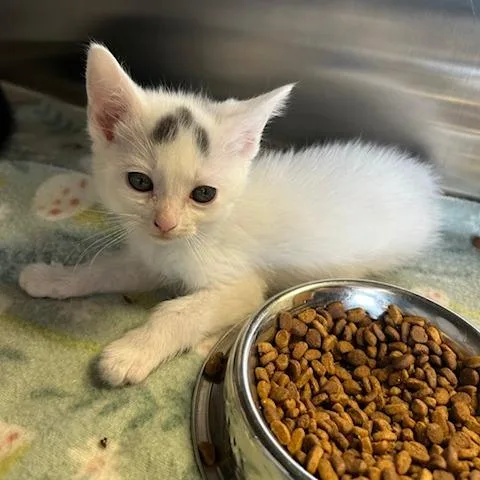 A baby small-sized male White Domestic Short Hair cat named Mouse Pad for adoption in Knoxville, TN