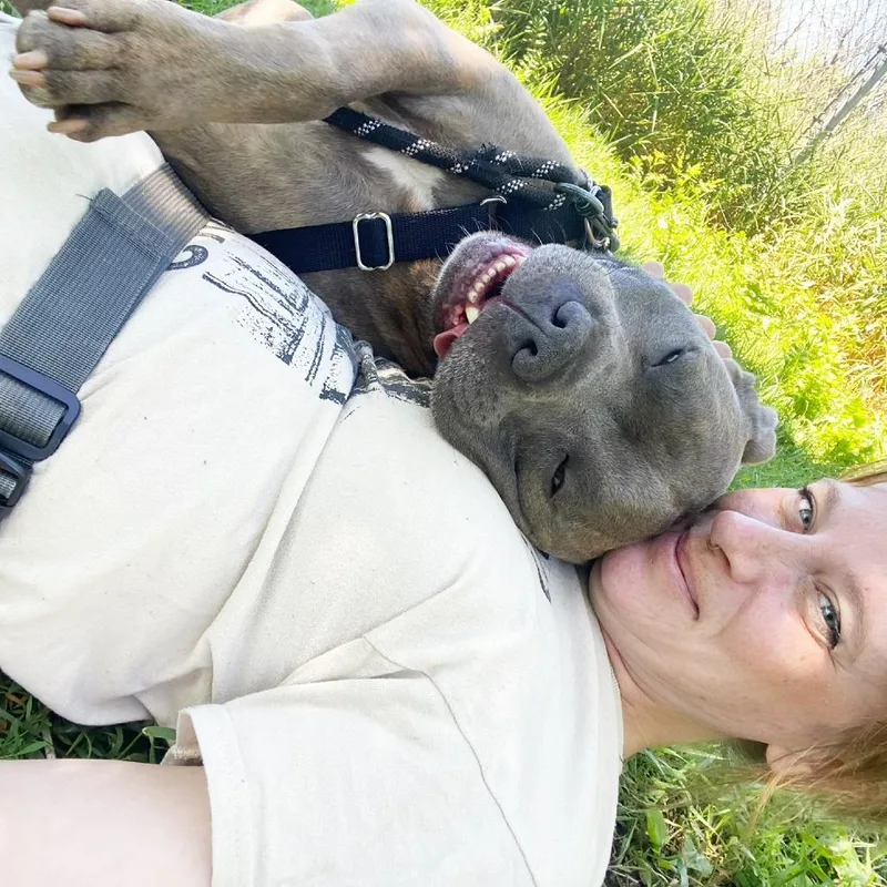 An adult medium-sized male Gray / Blue / Silver Mixed Breed dog named Jocko for adoption in Oshkosh, WI