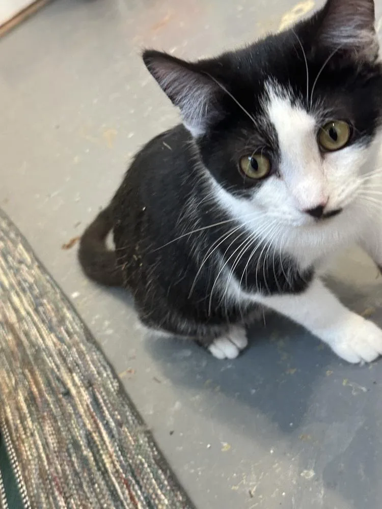 A young medium-sized female Domestic Short Hair cat named Angel for adoption in Franklin, PA
