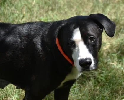 An adult large-sized female Labrador Retriever dog named Beauty for adoption in Inverness, FL