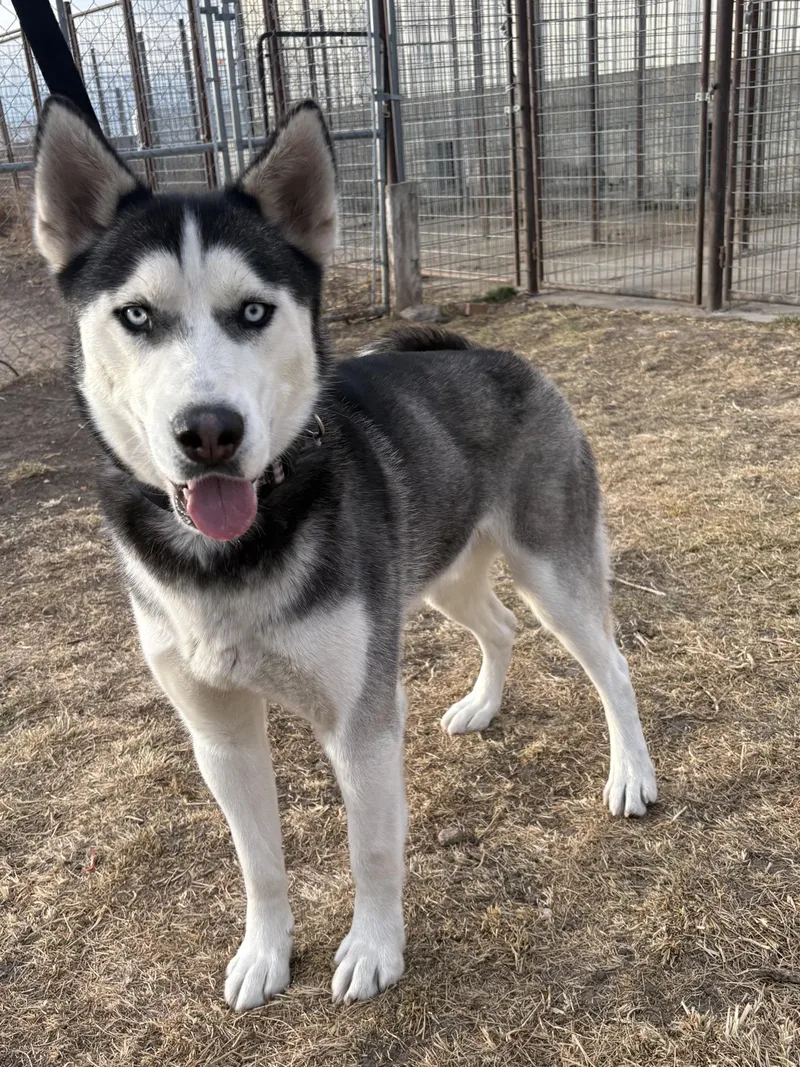 An adult medium-sized male Gray / Blue / Silver Husky dog named Apollo for adoption in Grant, NE