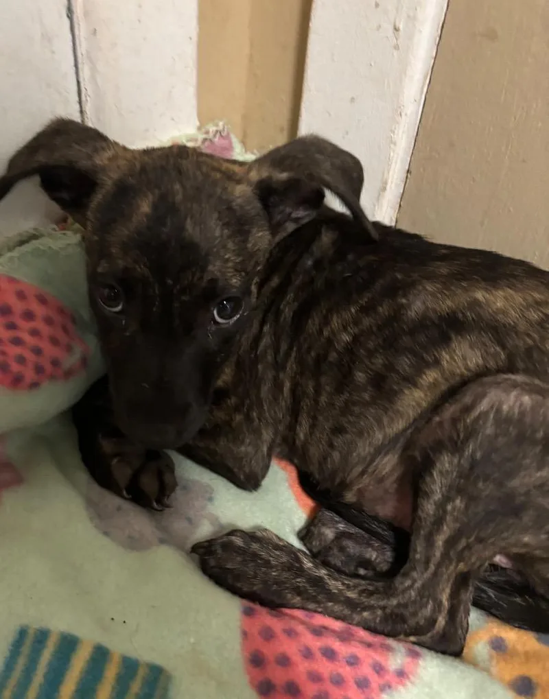 A young medium-sized female Brindle Mountain Cur dog named Ivy for adoption in Ruston, LA